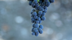 cabernet-sauvignon-2