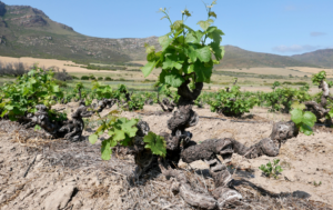 skurfbergs-jordman-4928-x-3288-px